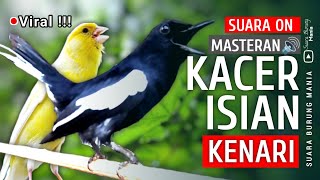 Viral!!! - Kacer gacor full isian | MASTERAN KACER ISIAN KENARI ❗ Stel ini Biar GACOR 🔥🔥🔥