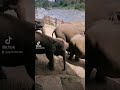 #pinnawala #Elephant #Orphanage #pinnawala elephant orphanage #srilanka 🇱🇰 🇱🇰 🇱🇰 🐘🐘🐘