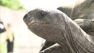 News Update Missing Japanese tortoise found 17/08/17