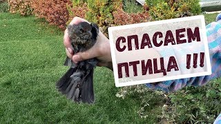 КОТЫ, ПТИЦЫ и СПАСАТЕЛИ КОТЫ, ПТИЦЫ и СПАСАТЕЛИ