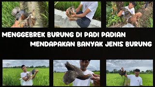 Menggebrek burung ayam-ayaman tiung dan burung ruak-ruak #bocahpetualang #sumut #hiburananakkampung