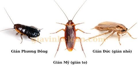 Dịch vụ diệt gián đức tận gốc