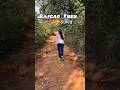 Rajgad fort #rajgad #rajgadfort #durgrajrajgad #rajgadtrek #shortsfeed #shortvideo #shorts #love
