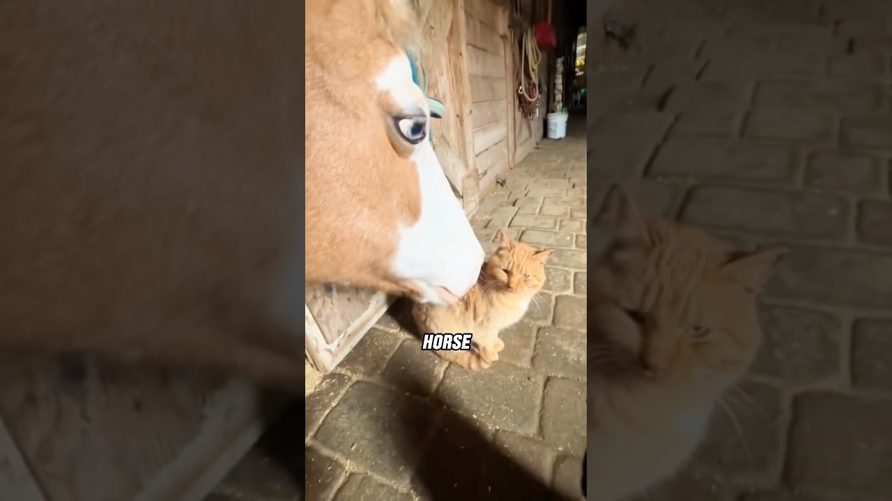 Sweet moments between cat and horse #animals #cute #cat #horse