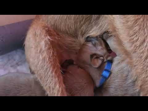 Video: Irish Terrier Hundras Allergivänliga, Hälsa Och Livslängd