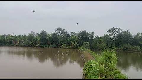 Hẹ hẹ cứ thế thôi diệc xám 28/10/2025🥰