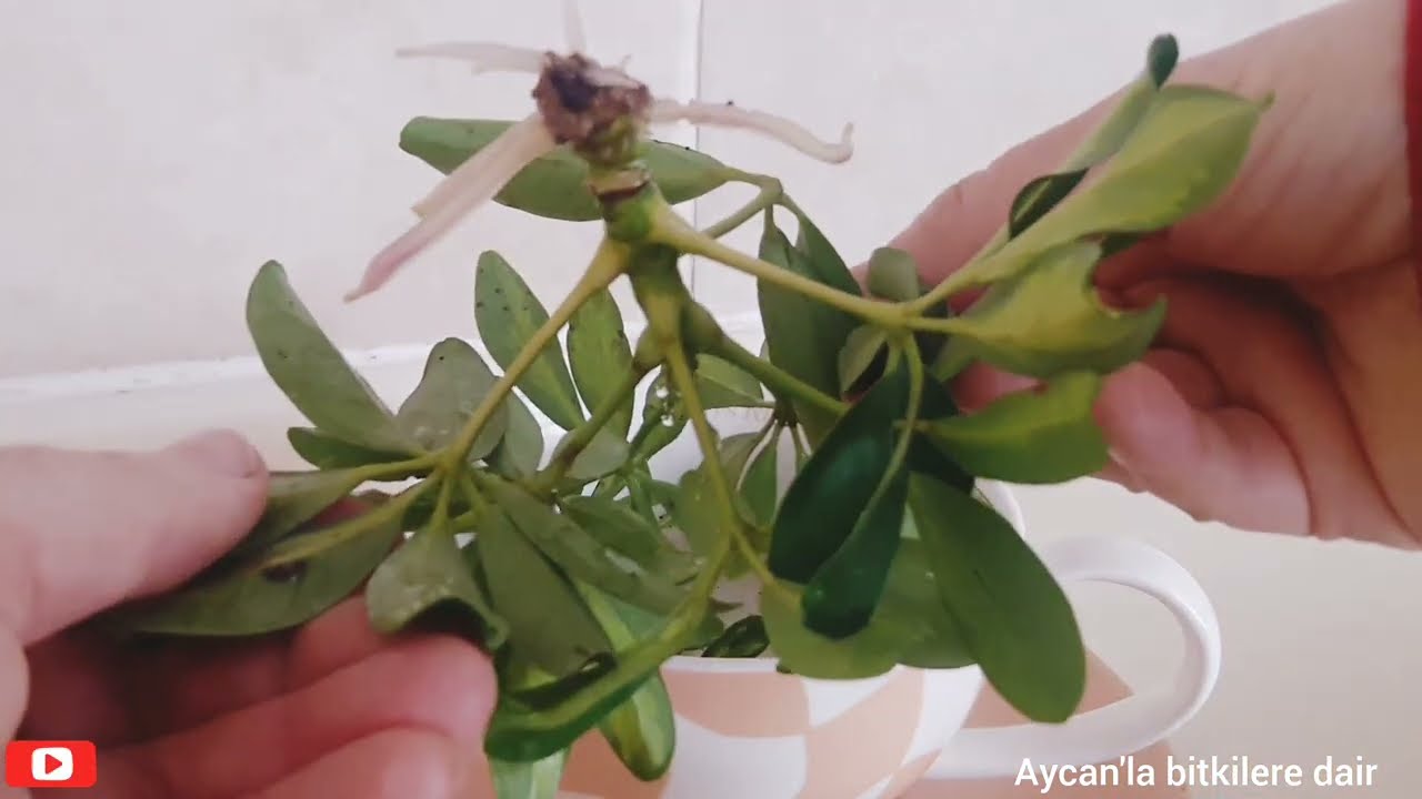 SUDA KÖKLENEN ŞEFLERA BİTKİNİN ÇELİKLERİNİ TOPRAĞA DİKERKEN KÖKLERİ NE KADAR V TOPRAĞI NASIL OLMALI?