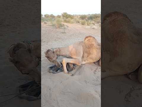 شاهد المنظر الجميل لإخراج الأنبوب العالق بين أرجل