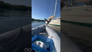 My Cat Quickly Went From Fluffy To Flat