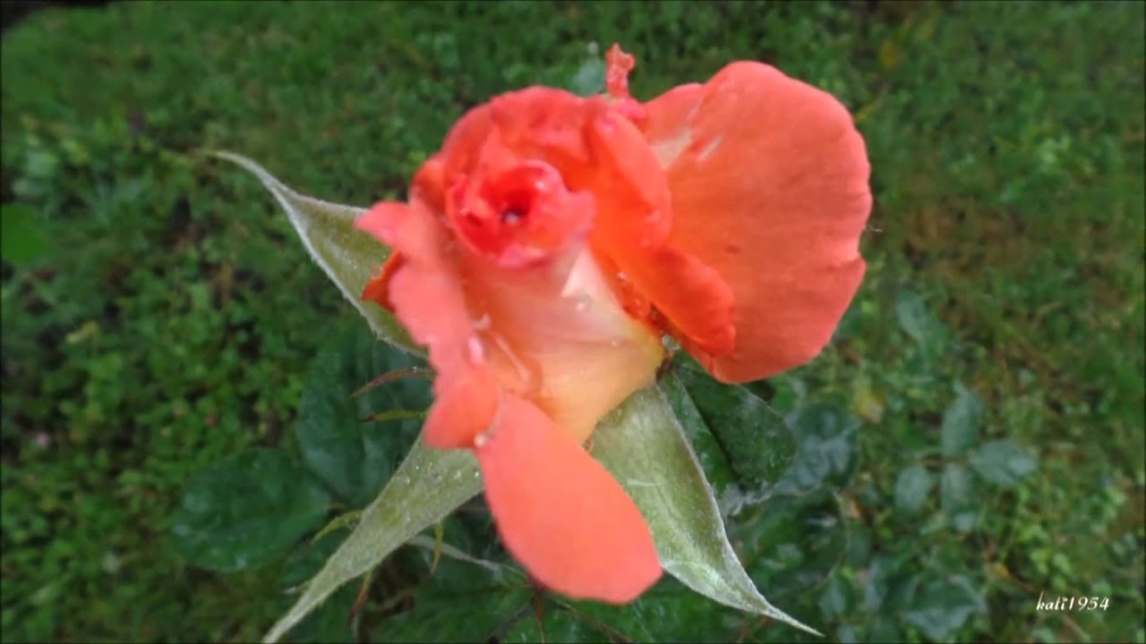 Nana Mouskouri Roses love sunshine YouTube