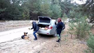 Грибы белые, полигон , Речица , Грибы белые, полигон , Речица ,