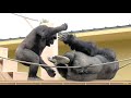 Shabani シャバーニ ゴリラの家族は まったり Gorilla family's is laid back. キヨマサ、アニー、アイ、ネネ  Kiyomasa Nene Ai Annie #91