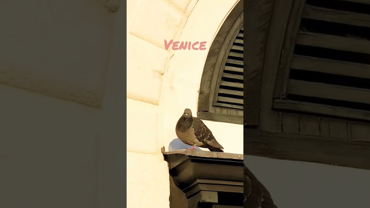 Venice, Italy | Rialto Bridge (Ponte Rialto), The Oldest Bridge Crossing The Grand Canal