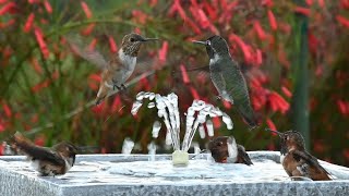 Many Hummingbirds Bathing on a Tabletop Fountain 4K
