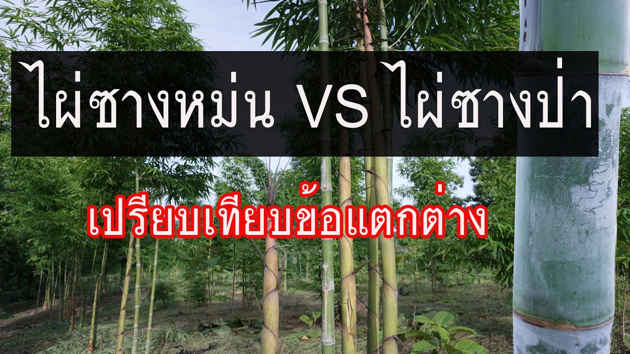 ไผ่ซางหม่น VS ไผ่ซางป่า เปรียบเทียบข้อแตกดต่างให้ชมครับ