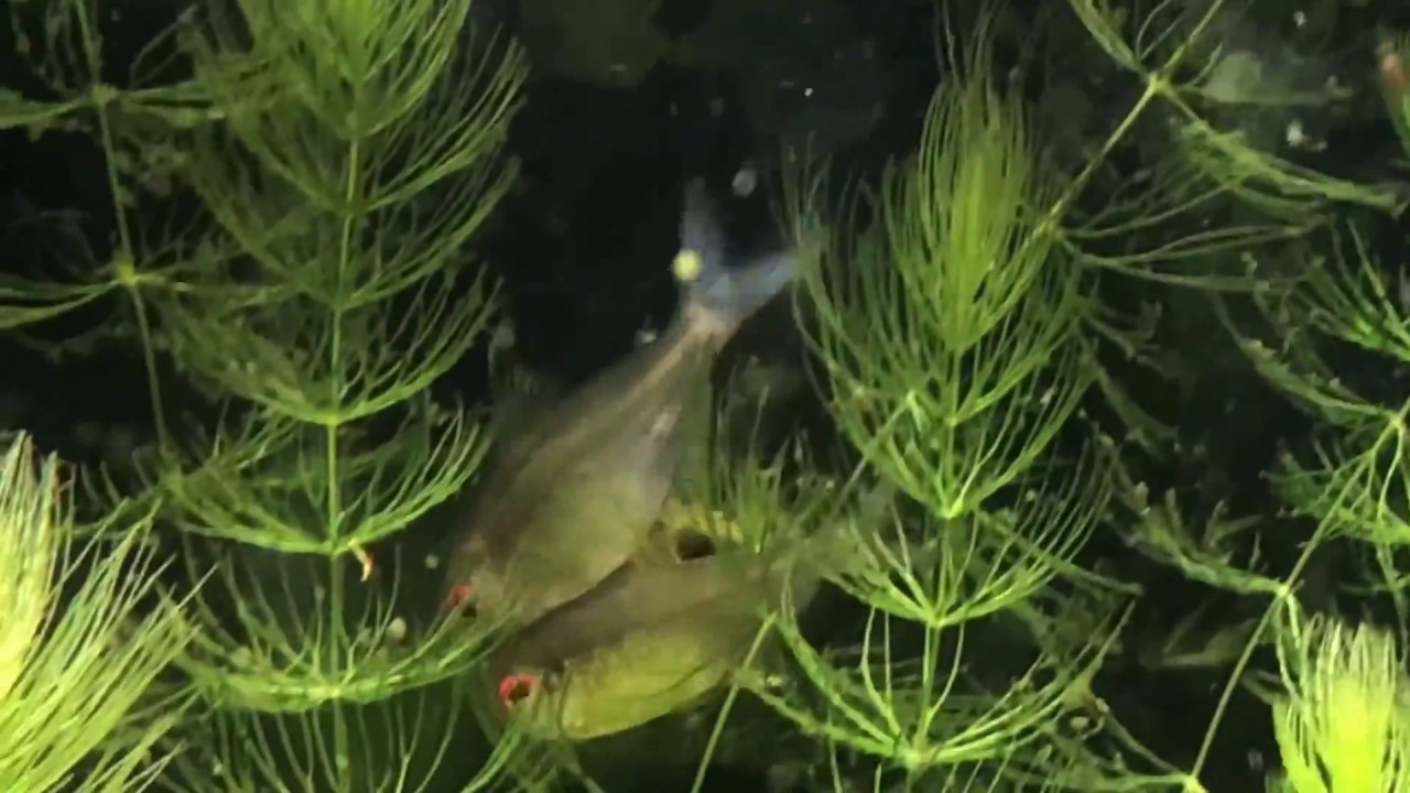レモン テトラの産卵と繁殖行動 Lemon Tetra Zitronensalmler Fish Mating Spawning Youtube