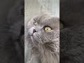 صوت خرخرة القطط 😍 #cat #youtube #scottishfold #animals #shorts