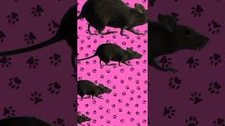 video para #gatos | #ratones 2025