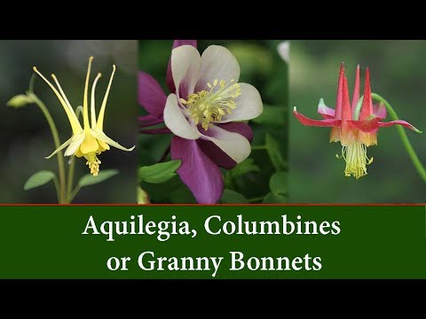 Video: Graciösa Aquilegia Buskar. Reproduktion, Vård