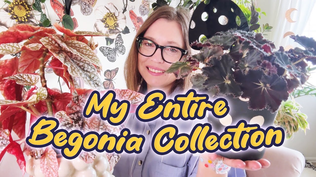 My Entire Begonia Collection | 32 Different Varieties Of Begonias | Plant Tour