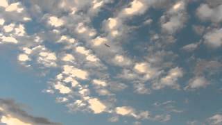 Avitron RC24G - Radio Control Ornithopter - Bionic Bird