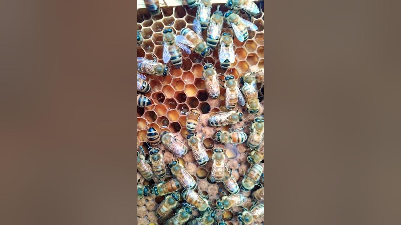 TEPUNG SARI DAN KEPOMPONG (BROOD) MELIMPAH #bee #honey #honeybee # TEPUNG SARI DAN KEPOMPONG (BROOD) MELIMPAH #bee #honey #honeybee #