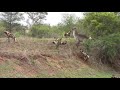 25 wild dogs vs one water buck cow, who will win? Round one to the water buck.