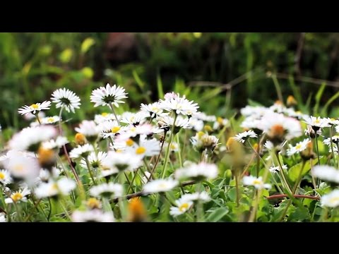 الشاب الفلسطيني أسامة ناصر قراءه خاشعه ورائعه تحميل ملف Mp3