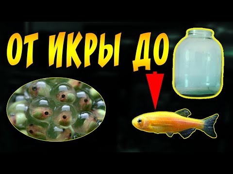 ИНКУБИРОВАНИЕ ИКРЫ ДАНИО В ТРЕХ ЛИТРОВОЙ БАНКЕ, ОТ ИКРЫ ДО МАЛЬКА!