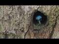 5 interesting and unusual bird behaviours captured on video