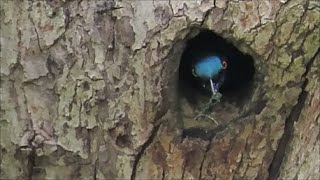 5 interesting and unusual bird behaviours captured on video