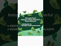 Keep Your Dog Flea &amp; Tick Free Naturally!