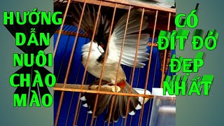 The Easiest and Most Effective Way to Get Red-Vented Bulbuls with Beautiful Feathers #2. Chao mao... screenshot 5
