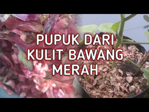 Pupuk Dari Kulit Bawang Merah