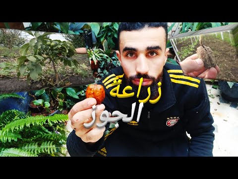 زراعة الجوز في المنزل