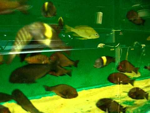 tropheus red rainbow maswa.MOV