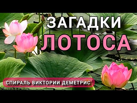 Видео: Загадочный лотос. Грязь и Жемчужина в одном