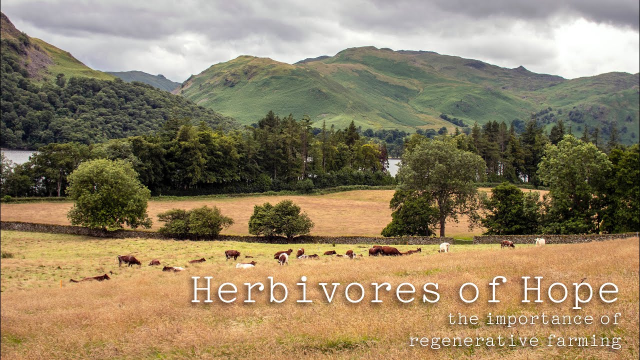 Herbivores of Hope - Traditional Regenerative Farming in the Lake District - Short Horn Cattle