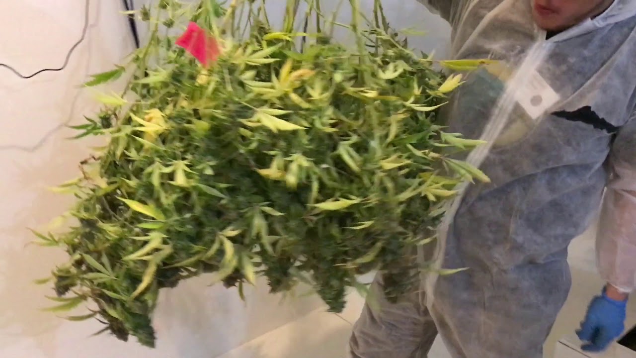 December Harvest at The High Road