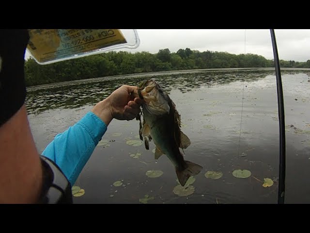 Frog Fishing For Bass Lake Ontelaunee Pennsylvania 