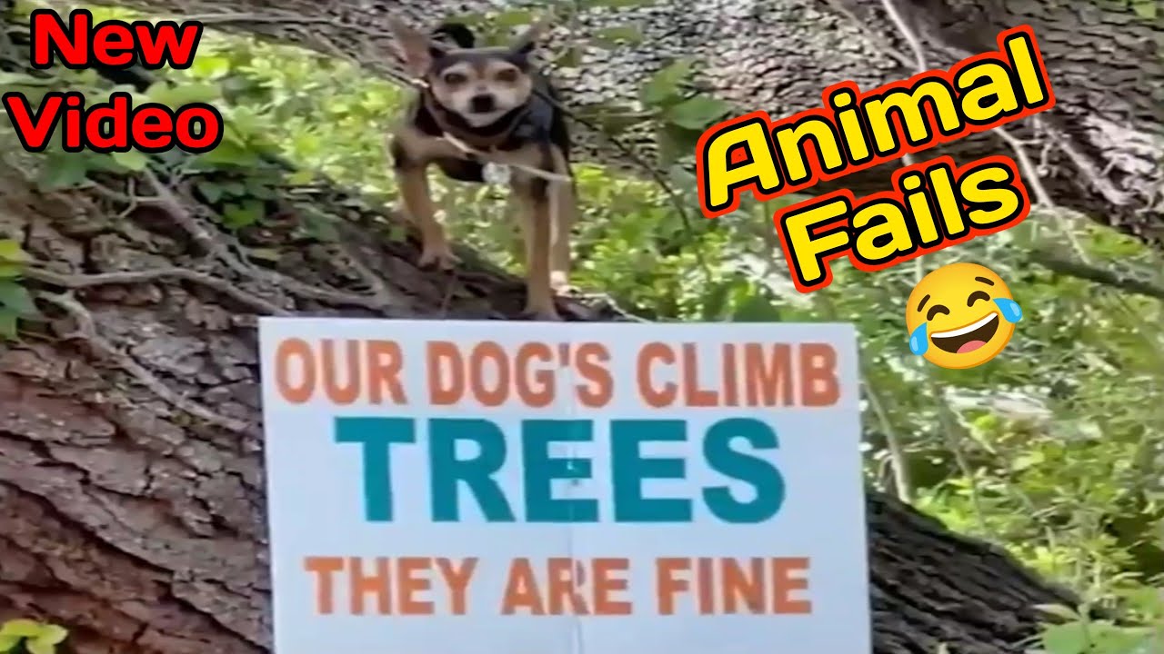 Funny Animal Fails #3 😂 2023! Funny Fails Compilation Video 2023 | Oops #viral #funny #fails