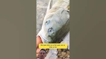 Cách làm mồi câu trắm cỏ "thần thánh" #mồicâutrắmcỏ #câucá #bíquyếtcâucá #fishing