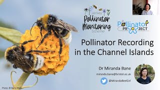 Pollinator Recording in the Channel Islands