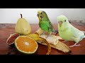 Muhabbet Kuşu Sevdiği 22 Meyve Sebze