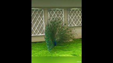 Thumbnail of Beautiful Peacock Spreading His Feathers || Amazing View @divineriver