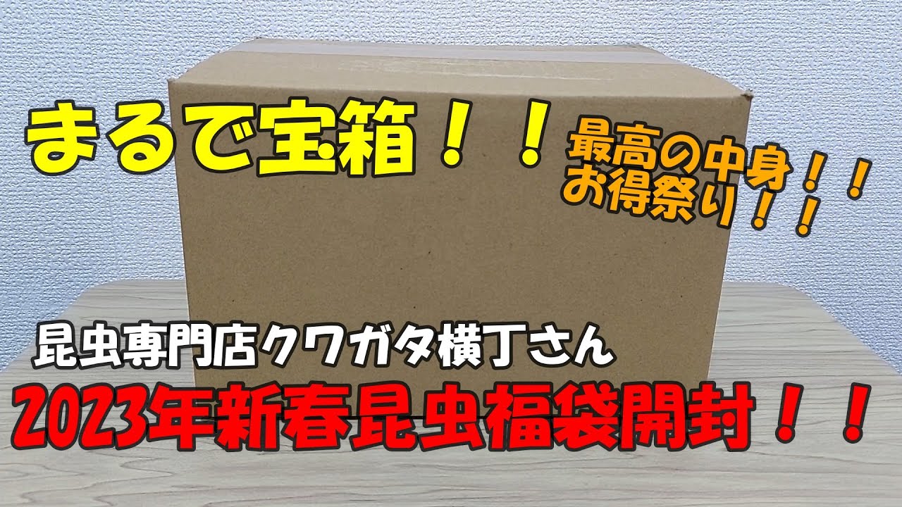 お得祭り】まるで宝箱！クワガタ横丁さんの2023年新春昆虫福袋の中身が