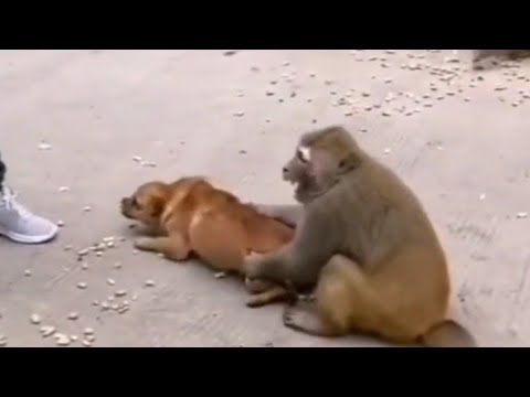 DOG VS MONKEY FIGHT😂 | batangas tv