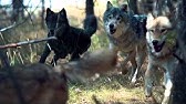 Blue Buffalo TV Commercials - YouTube