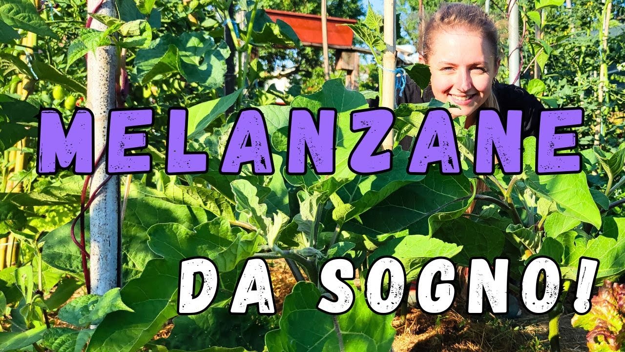 COME COLTIVARE MELANZANE PERFETTE: Potatura, Supporti e Concimazione!