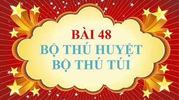 Sinh học lớp 7 - Bài 48 - Bộ thú huyệt và bộ thú túi